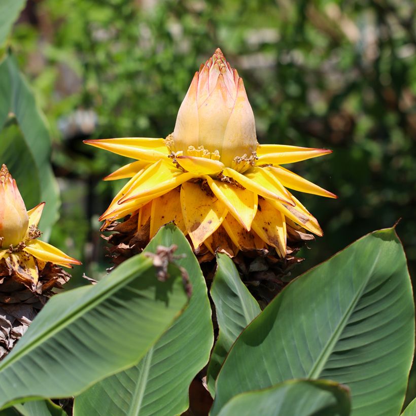 Musella lasiocarpa (semillas) - Plátano enano chino (Floración)