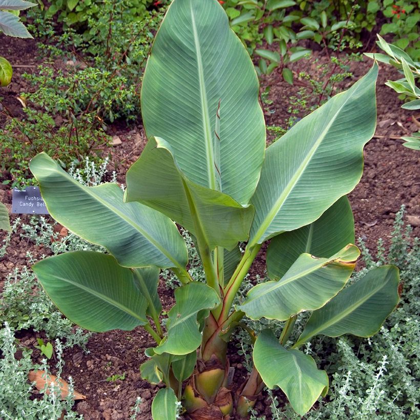 Musella lasiocarpa (semillas) - Plátano enano chino (Porte)