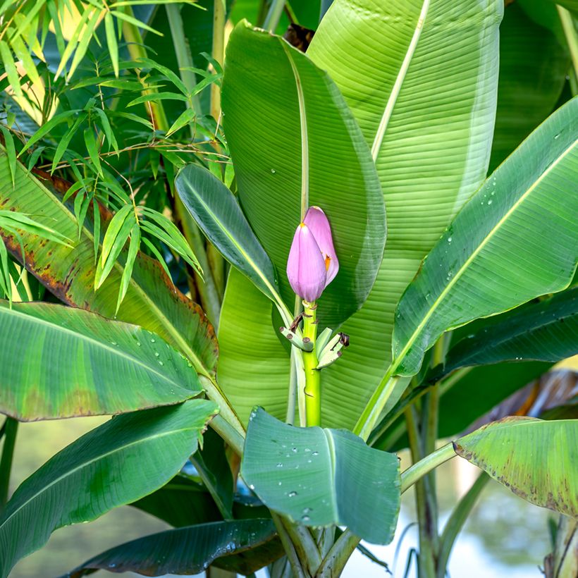 Musa velutina (semillas) - Plátana rosa (Follaje)