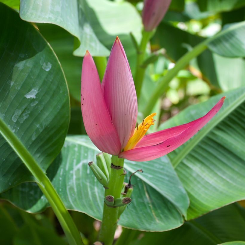 Musa velutina (semillas) - Plátana rosa (Floración)