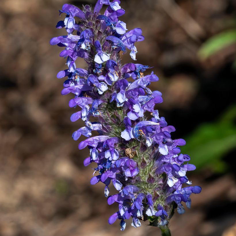 Nepeta nervosa Blue Moon (Floración)