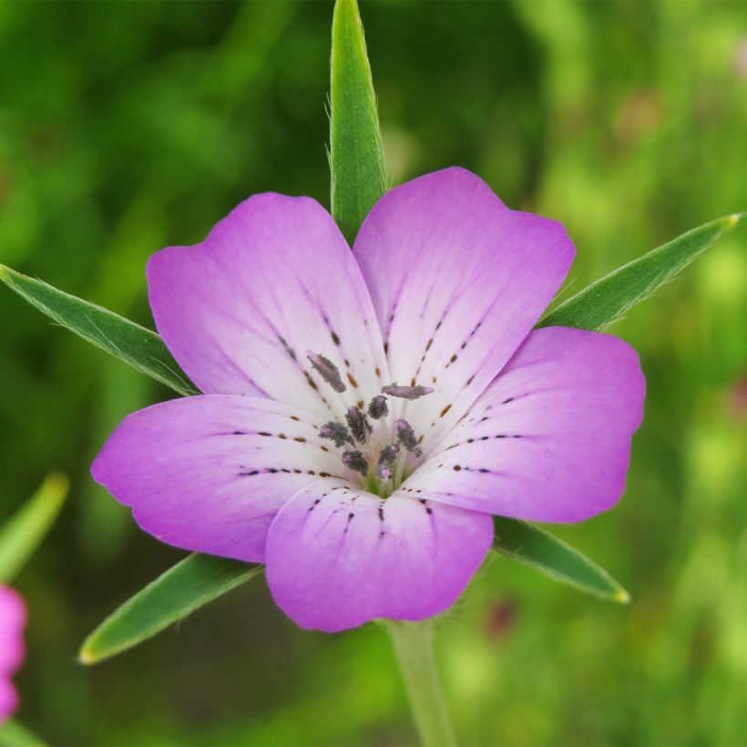 Agrostemma githago (semillas) - Neguilla (Floración)