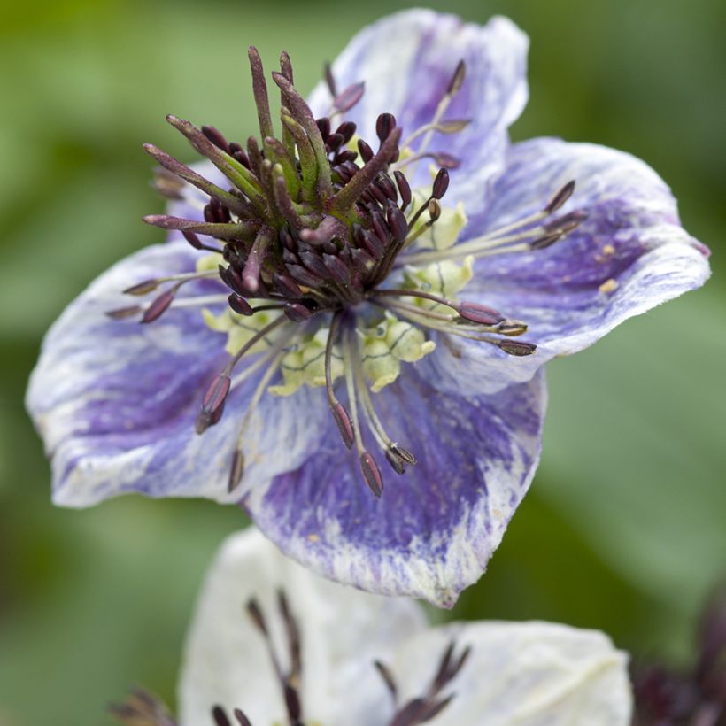 Nigella papillosa Delft Blue (Floración)