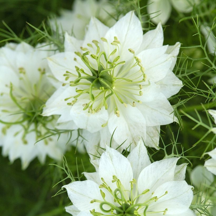 Arañuela blanca con cápsula verde - Nigella damascena (Floración)