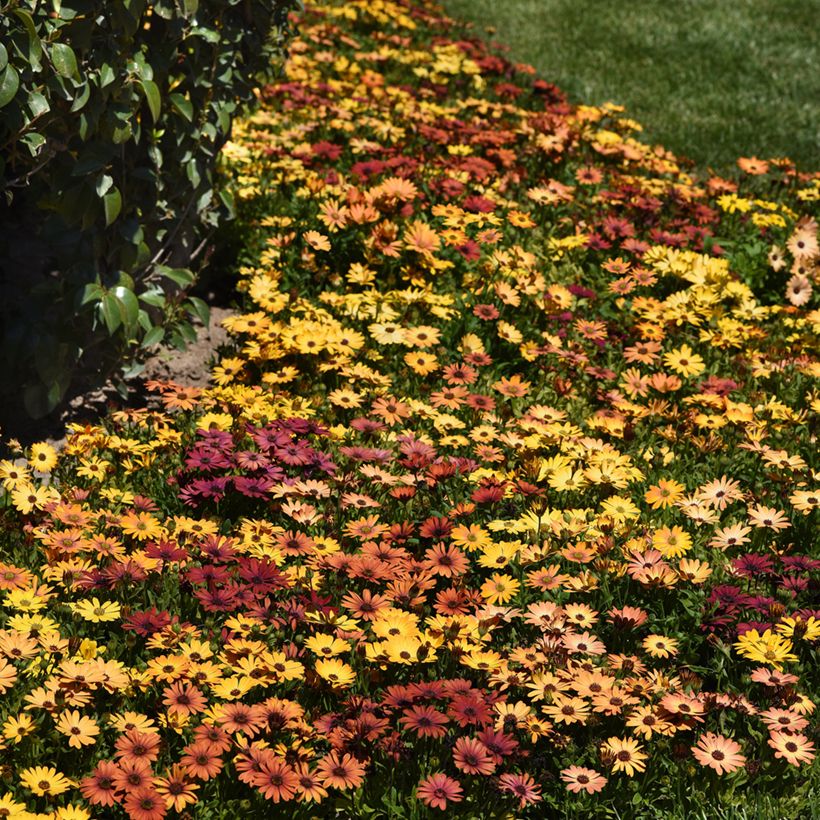 Graines d'Osteospermum Akila Sunset Shades - Marguerite du Cap (Porte)