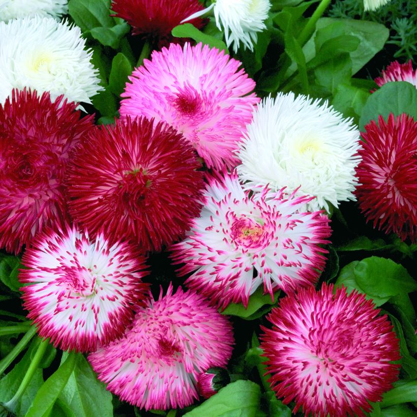 Bellis Perennis Habanera Mix - Margarita de los prados (Floración)