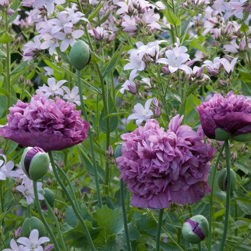 Adormidera Purple Peony - Papaver somniferum (Floración)