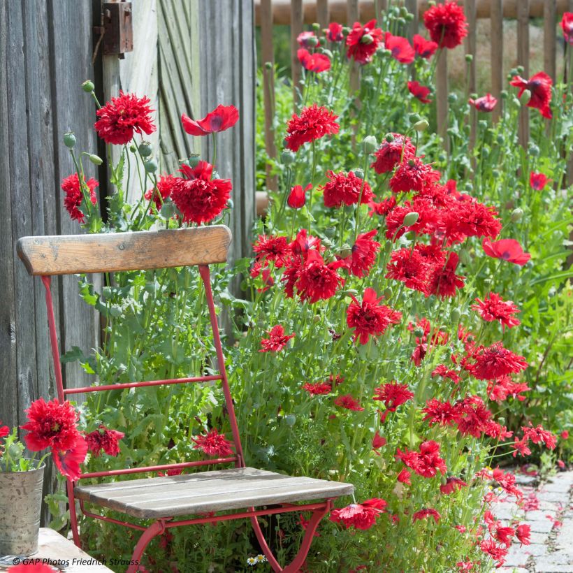 Adormidera Red Peony - Papaver somniferum (Floración)