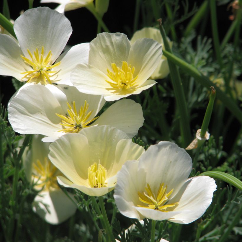 Eschscholzia californica Alba - Amapola de California (Floración)