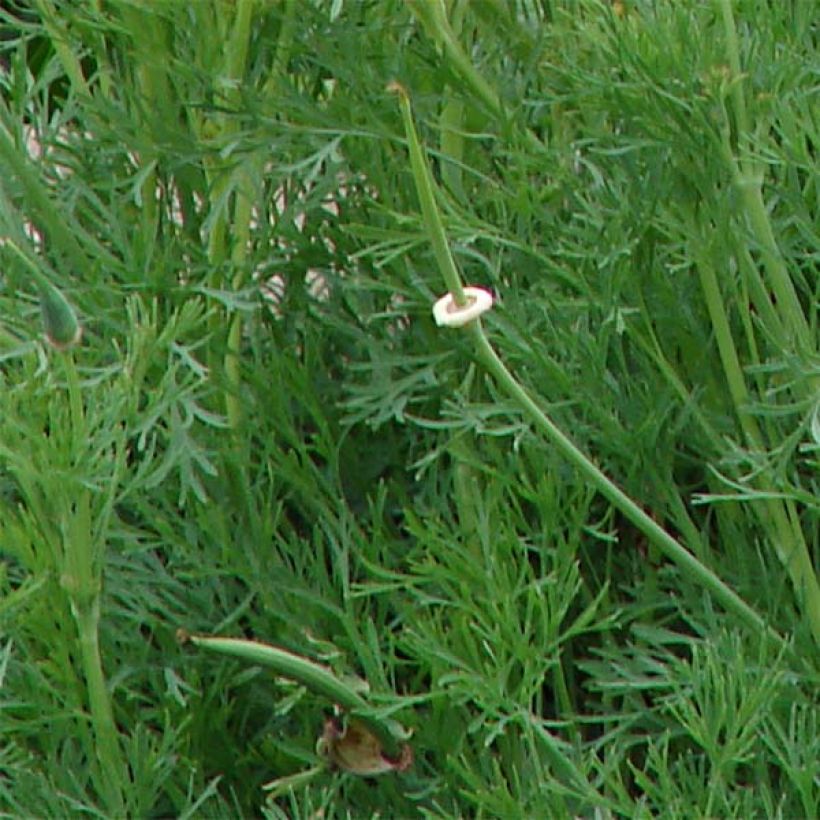 Eschscholzia californica Buttermilk - Amapola de California (Follaje)