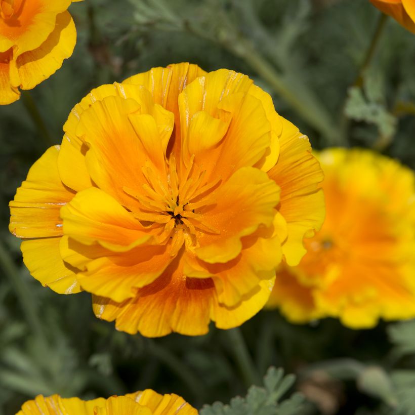 Eschscholzia californica Lady Marmalade - Amapola de California (Floración)