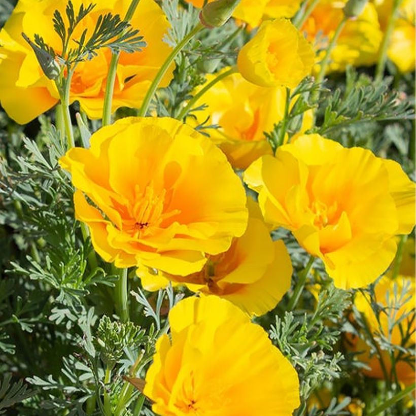 Eschscholzia californica Yukon Gold - Amapola de California (Floración)