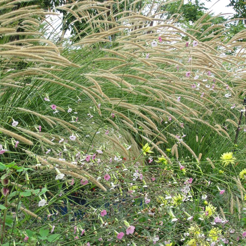 Pennisetum macrourum Tail Feathers (Porte)