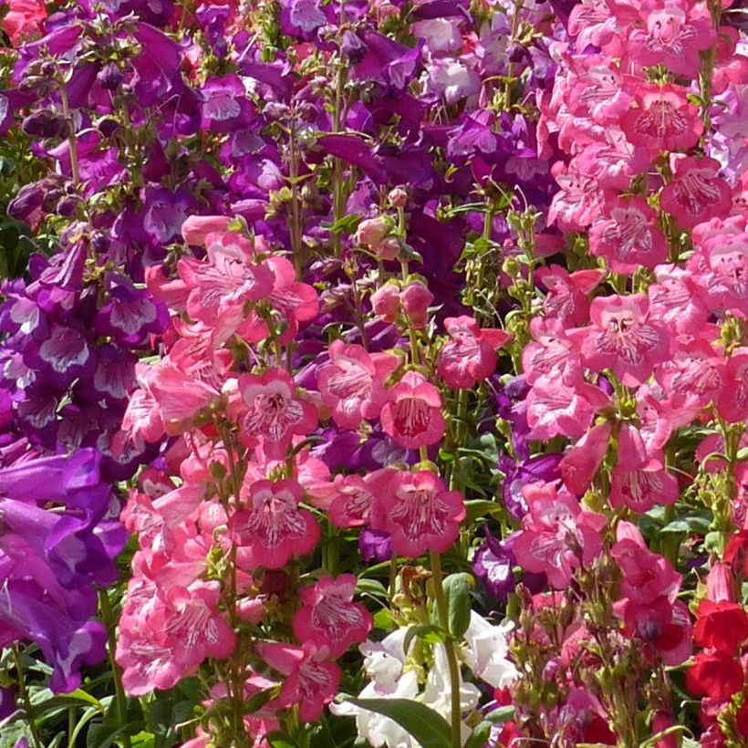 Penstemon cobaeae Wedding Bells (Floración)