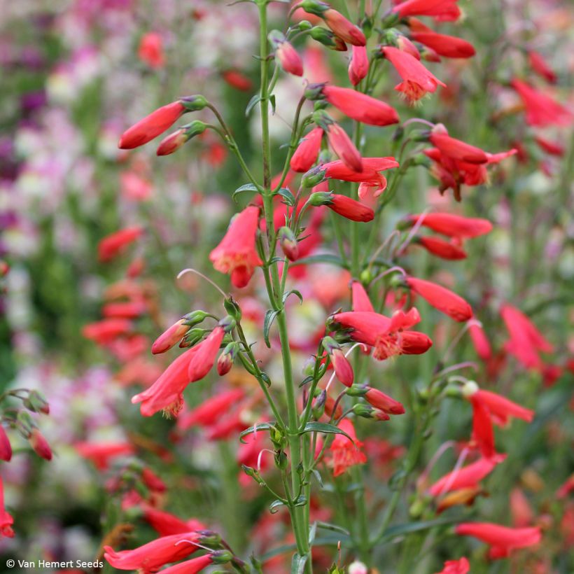 Penstemon barbatus Twizzle Scarlet - Muicle (Floración)