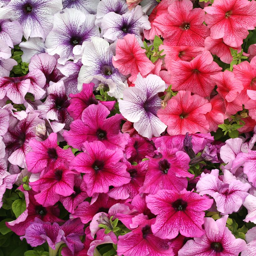 Petunia Prism Sundae Mix (Floración)