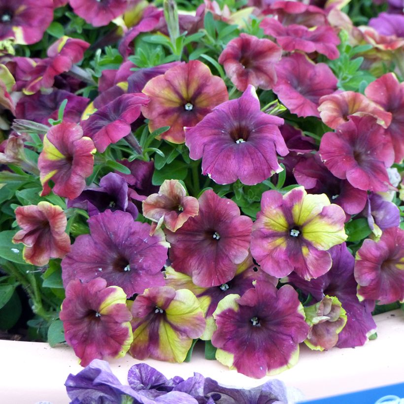 Petunia Shake Raspberry (Semillas) (Floración)