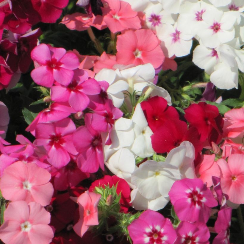 Phlox Drummondii Dwarf Beauty Mix (Floración)