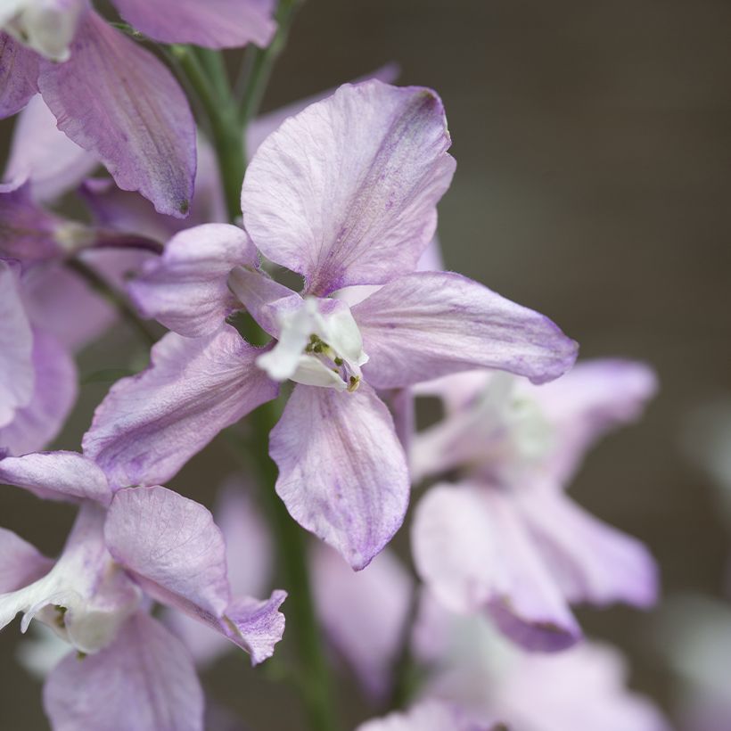 Delphinium consolida Fancy Belladonna (Floración)