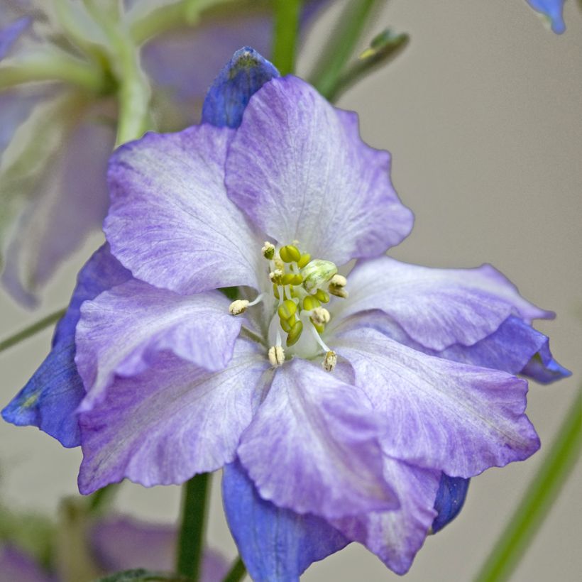 Espuela de caballero - Delphinium elatum Fancy Purple Picotee (Floración)