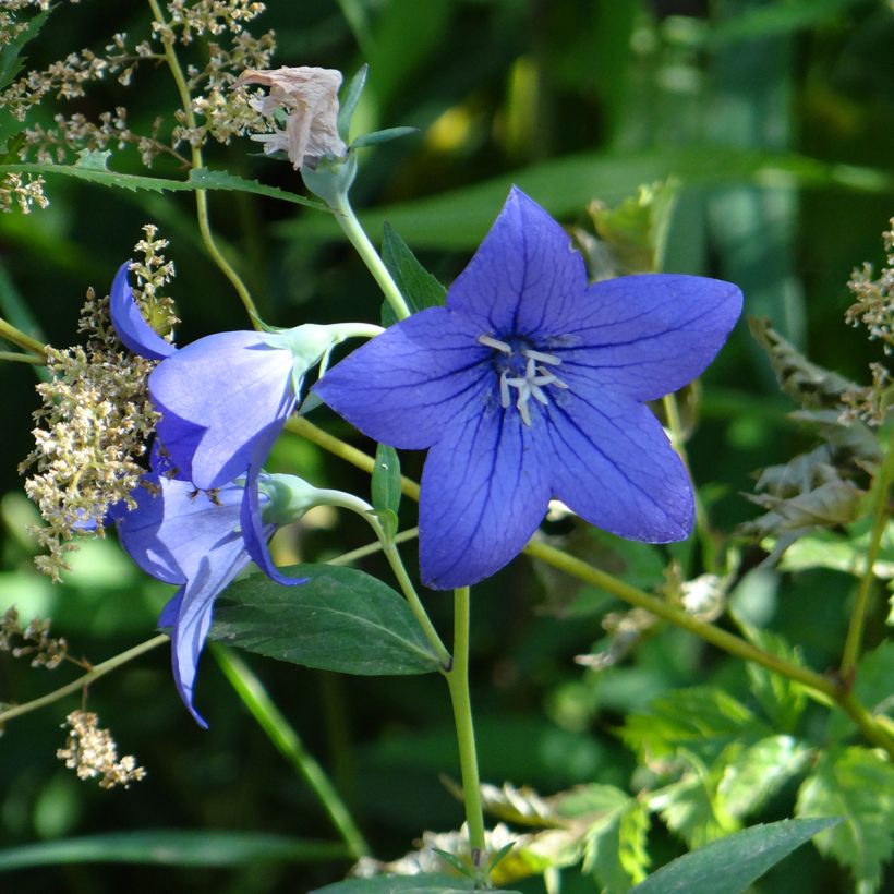 Platycodon grandiflorus Mariesii Blue (Floración)