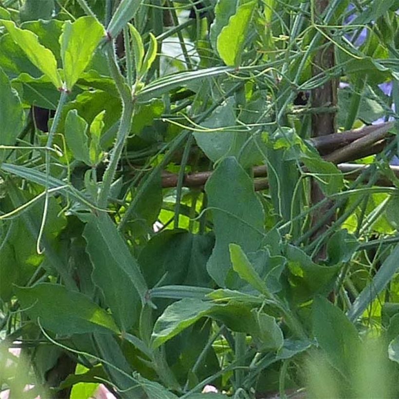 Guisante de olor Alan Titchmarsh - Lathyrus odoratus (Follaje)