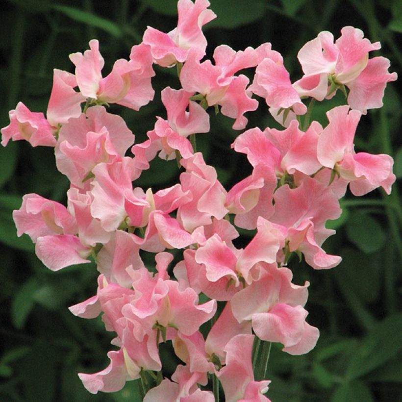 Guisante de olor Alan Titchmarsh - Lathyrus odoratus (Floración)