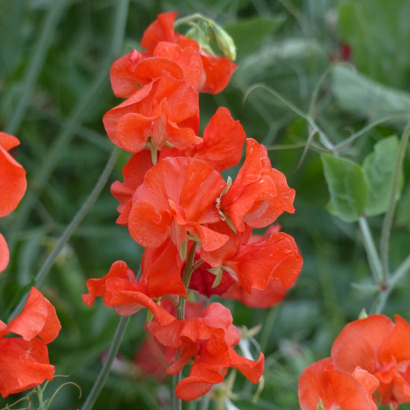 Guisante de olor Spring Sunshine Orange - Lathyrus odoratus (Floración)