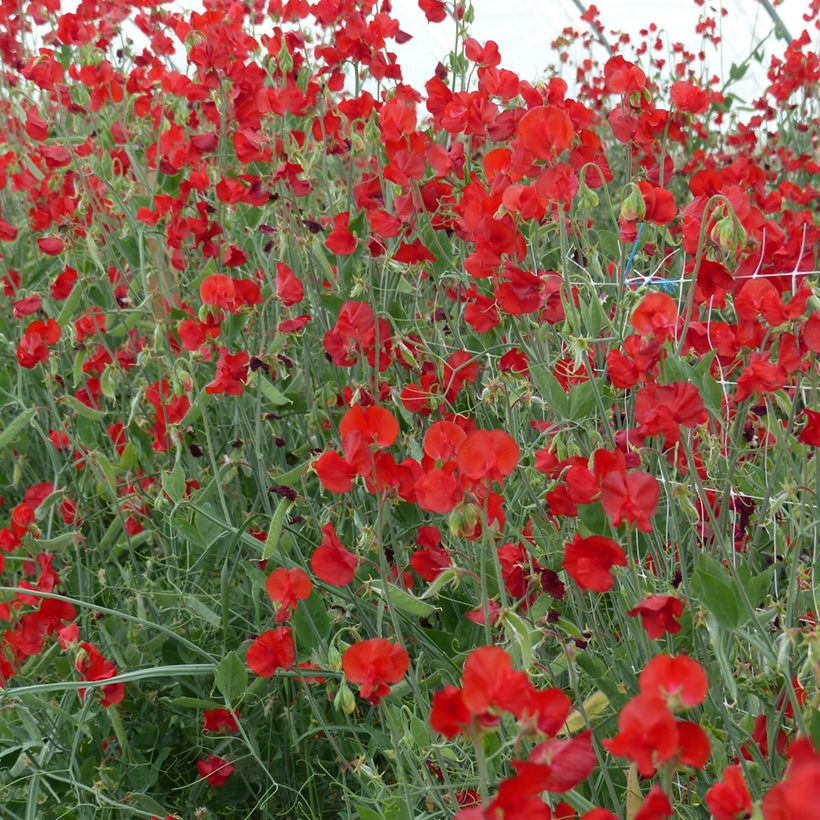 Graines de Pois de senteur Spring Sunshine Scarlet - Lathyrus odoratus  (Porte)