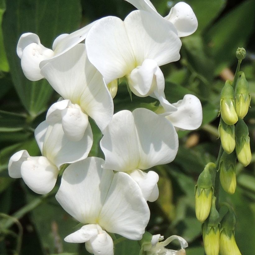 Lathyrus latifolius White Pearl (semillas) - Albejana (Floración)