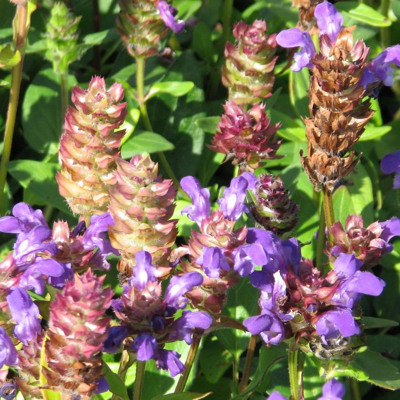 Prunella grandiflora Freelander Blue (Floración)