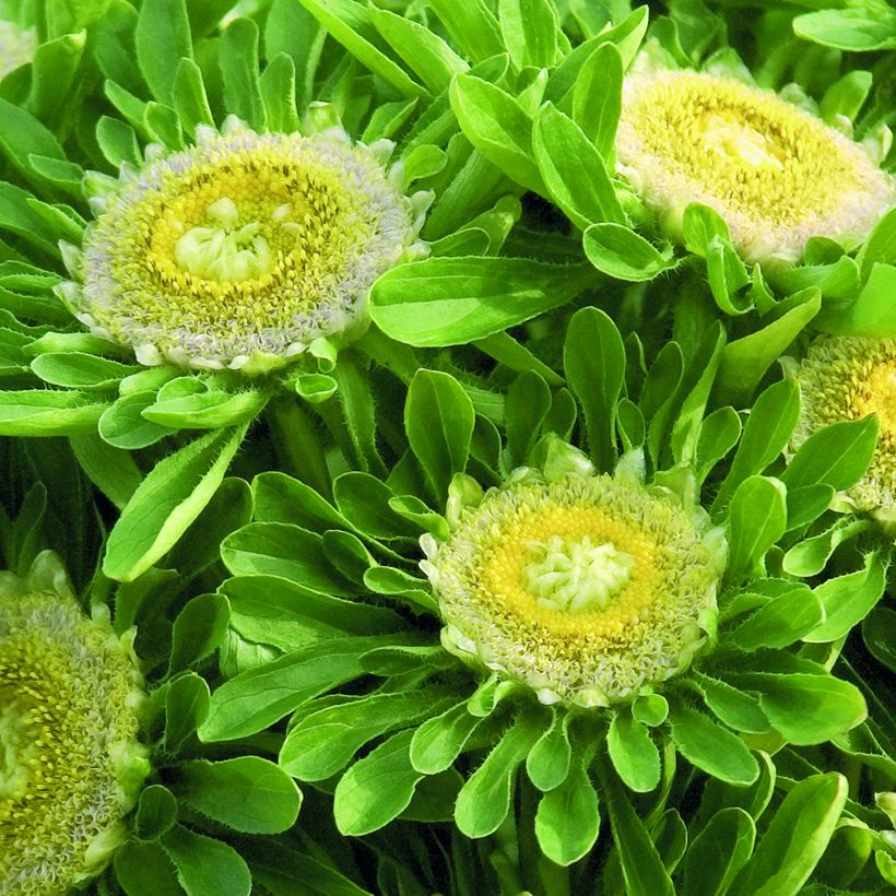 Graines de Reine-Marguerite Hulk - Callistephus chinensis (Floración)