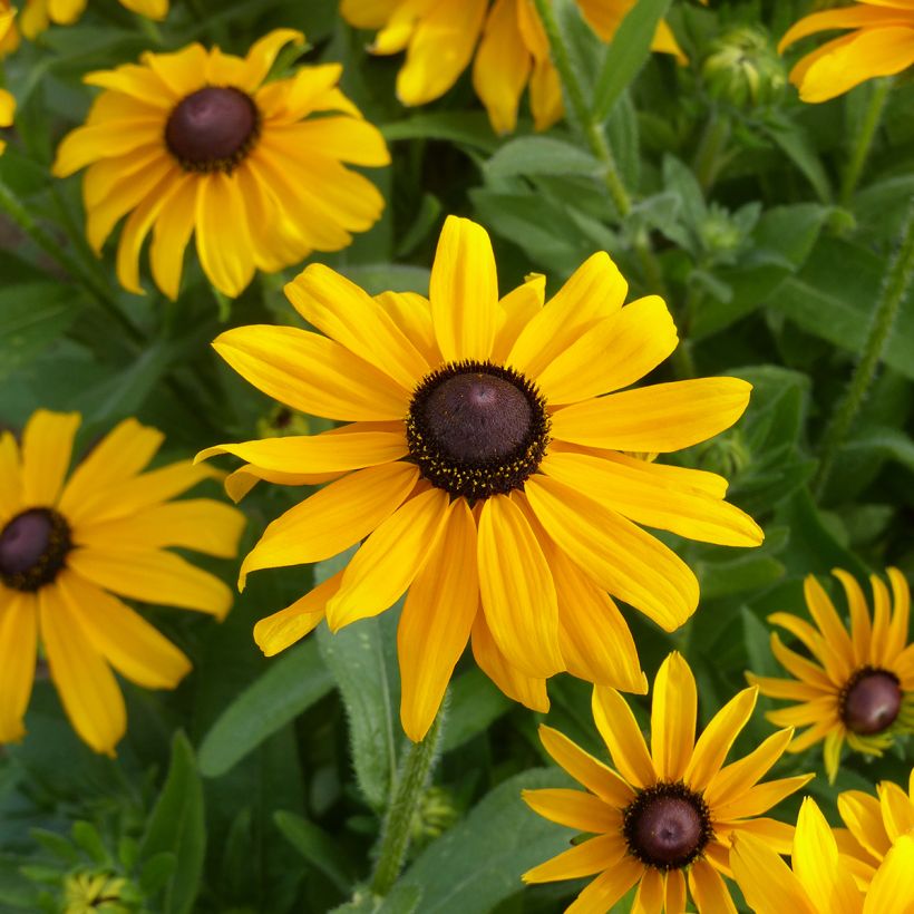 Rudbeckia hirta Marmelade (Floración)