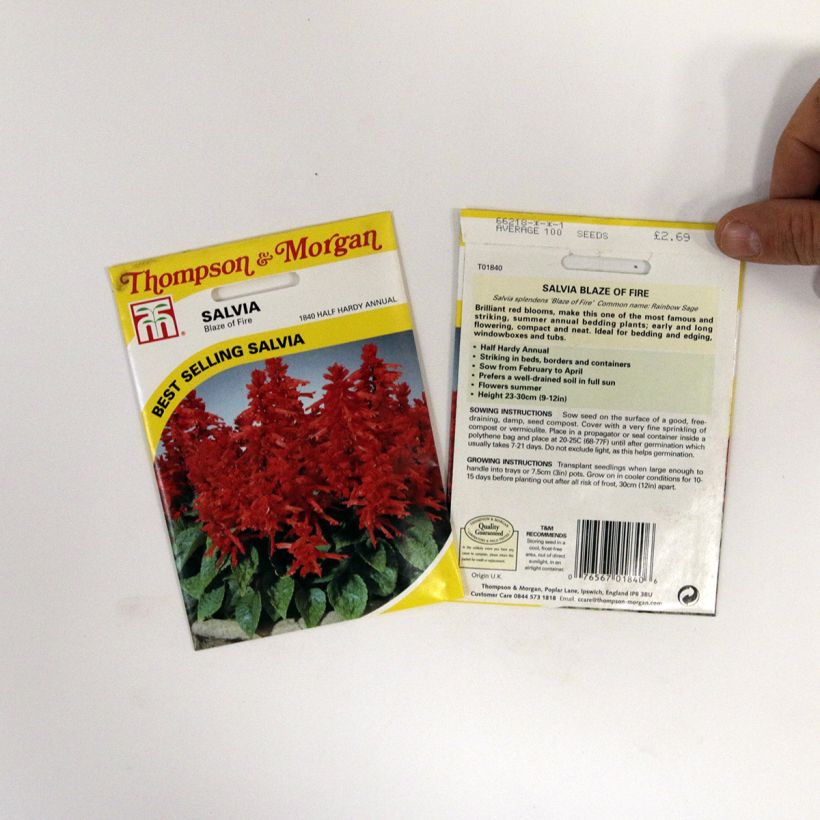 Ejemplo de ejemplar de Graines de Salvia splendens Blaze Of Fire - Sauge éclatante Graines tal y como se entrega