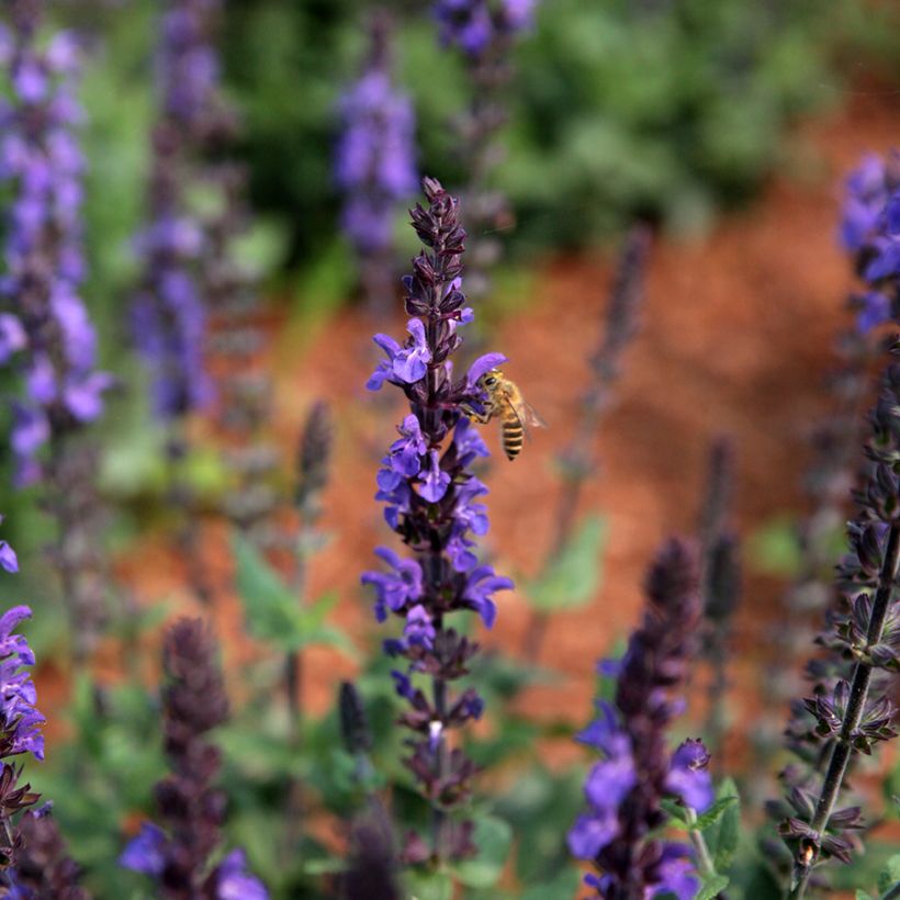 Salvia nemorosa Dwarf Blue Queen (Semillas) (Floración)