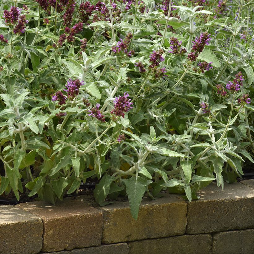 Salvia canariensis Lancelot (Porte)