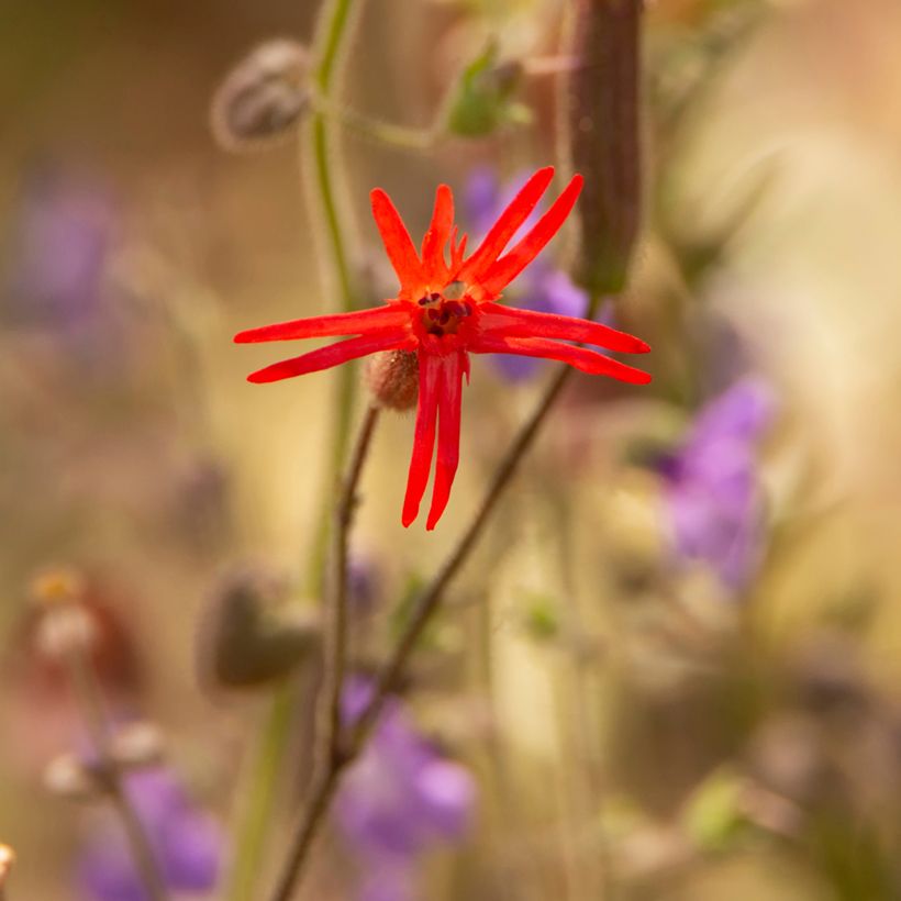 Silene laciniata Jack Flash - Silene (Floración)