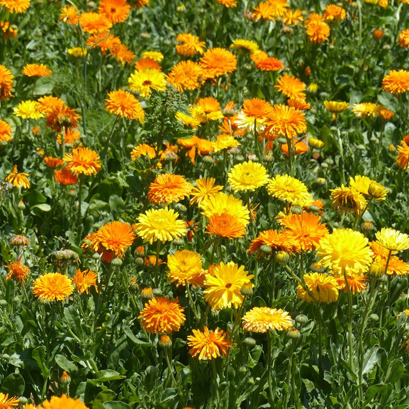 Graines de Souci Pacific Beauty Mix - Calendula officinalis (Porte)