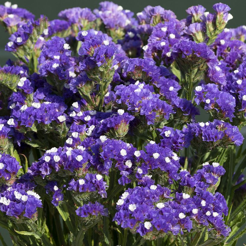 Limonium sinuatum Forever Blue (Floración)