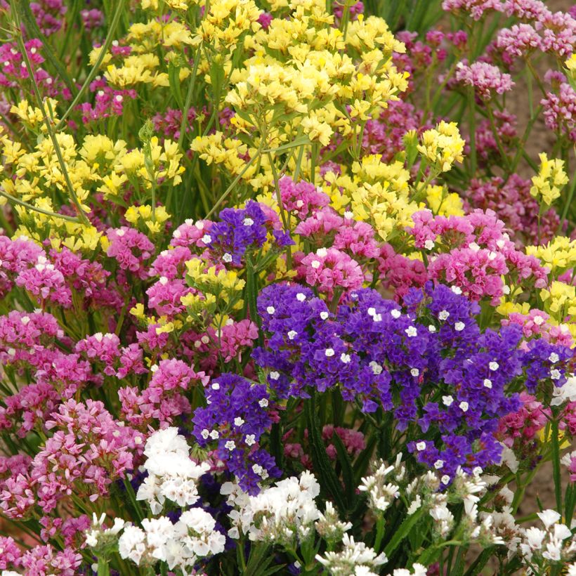 Limonium sinuatum Forever Rose (Porte)