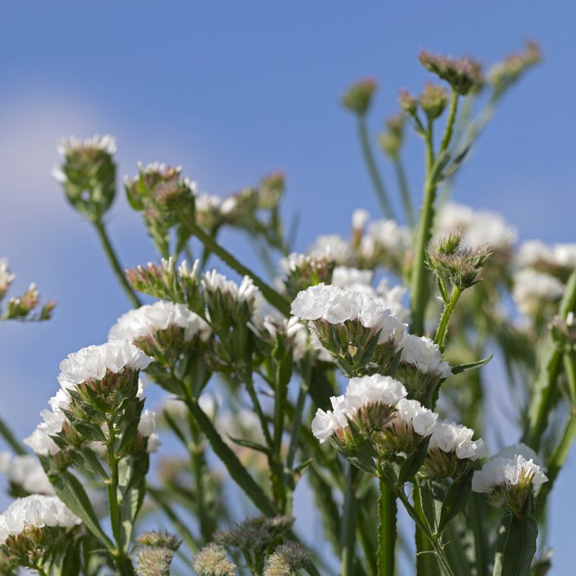 Limonium sinuatum Forever Silver (Floración)