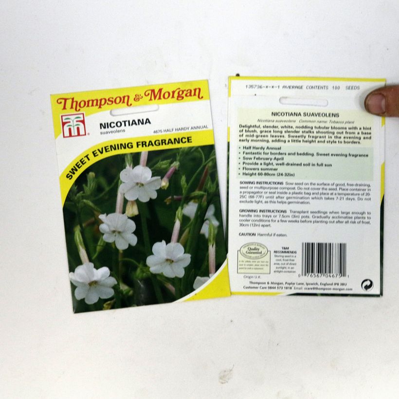 Ejemplo de ejemplar de Graines de Tabac suaveolens - Nicotiana noctiflora Graines tal y como se entrega