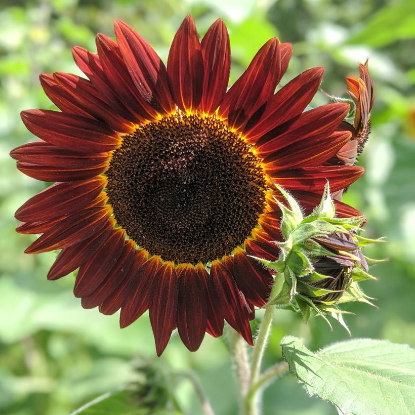 Girasol Desire Red F1 (Floración)