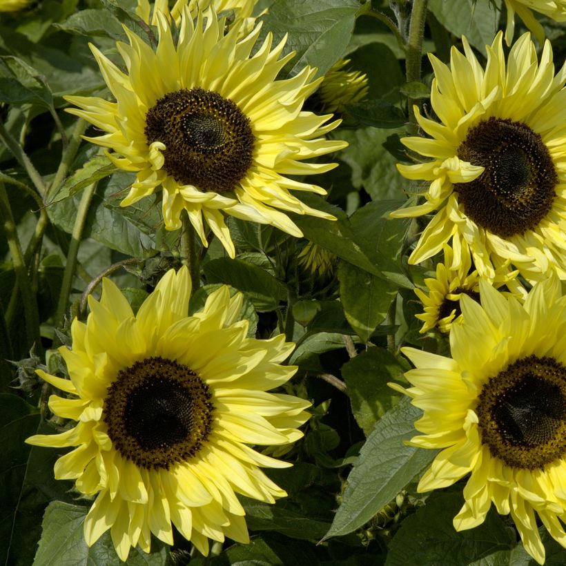 Girasol Garden Statement (Floración)