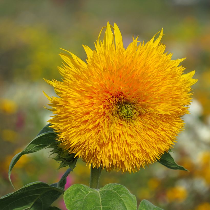 Girasol Sungold (Floración)