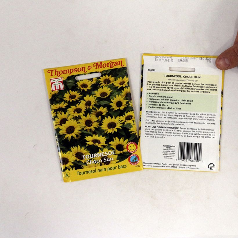 Ejemplo de ejemplar de Graines de Tournesol nain Choco Sun - Helianthus annuus  Graines tal y como se entrega