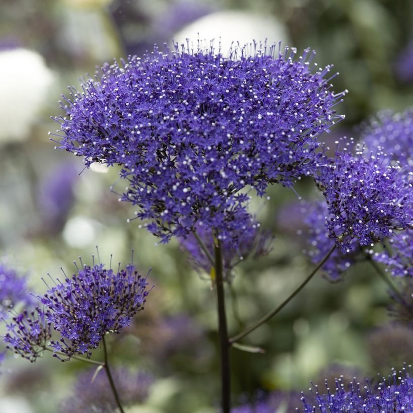 Trachelium caeruleum Black Knight - Flor de la viuda (Floración)