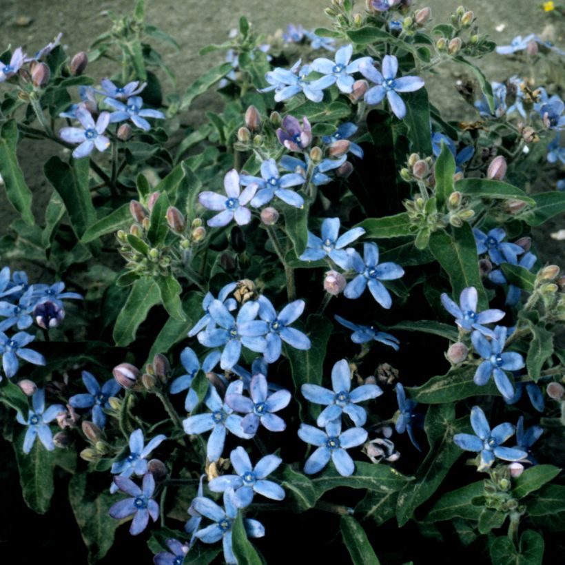 Oxypetalum coeruleum Heavenly Blue (Porte)