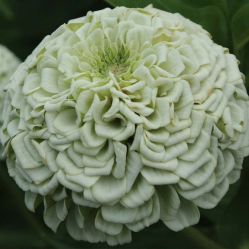 Zinnia Polar Bear (Floración)