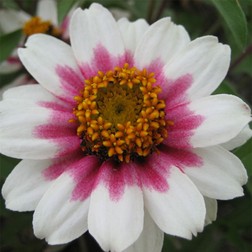 Zinnia Zahara Starlight Rose (Floración)